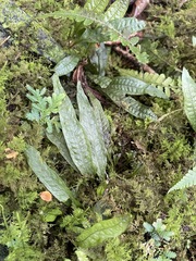 Leptochilus pteropus