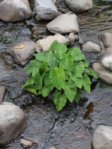 Colocasia esculenta image