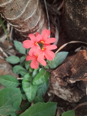 Crossandra nilotica