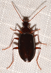 Platynus cincticollis