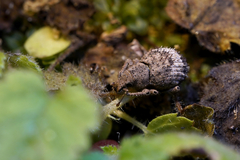 Pseudocneorhinus obesus