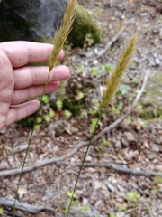Hordelymus europaeus