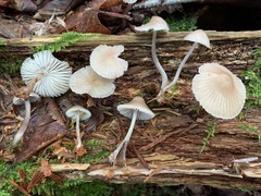 Mycena borealis