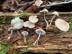 Mycena borealis