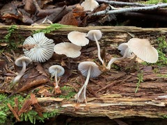 Mycena borealis