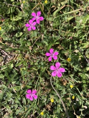 Dianthus deltoides deltoides