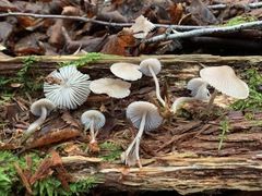 Mycena borealis