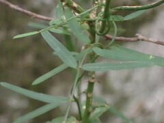Secamone filiformis
