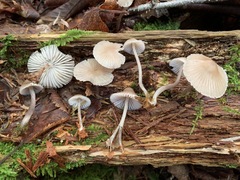 Mycena borealis