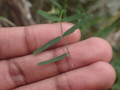 Secamone filiformis