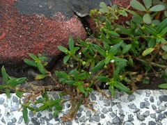 Oldenlandia corymbosa