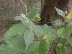 Croton rivularis