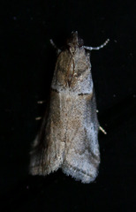 Acrobasis caliginella
