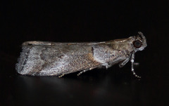 Acrobasis caliginella