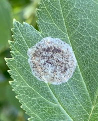 Parornix inusitatumella