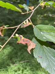 Hormaphis hamamelidis