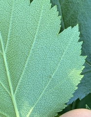 Parornix inusitatumella