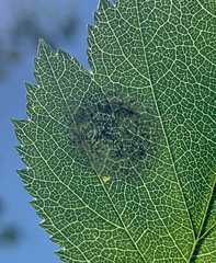 Parornix inusitatumella