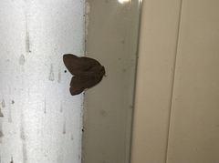 Ricania sublimata