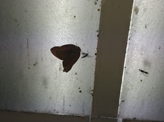 Ricania sublimata