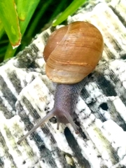 Zachrysia provisoria