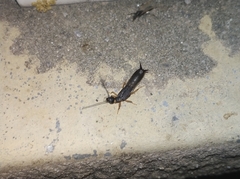 Forcipula