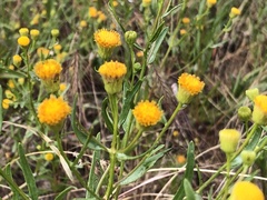 Erigeron inornatus