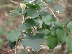 Dovyalis rhamnoides
