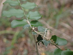 Dovyalis rhamnoides