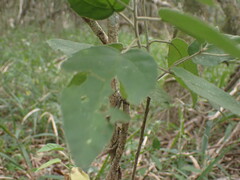 Croton rivularis