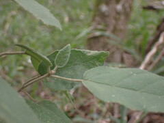 Croton rivularis