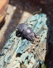 Dorcus parallelipipedus