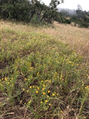 Erigeron inornatus