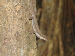 Anolis bicaorum