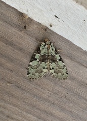 Leuconycta lepidula