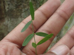 Secamone filiformis