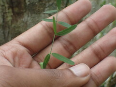 Secamone filiformis