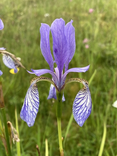 Iris sibirica L.