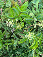 Aralia hispida