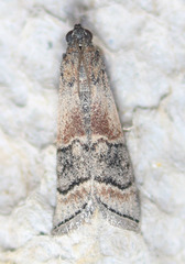 Euzophera vinnulella