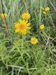 Pentanema salicinum