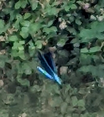 Calopteryx splendens