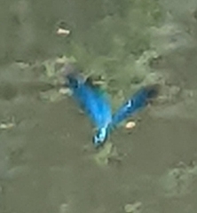 Calopteryx splendens