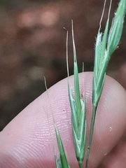 Bromus ramosus