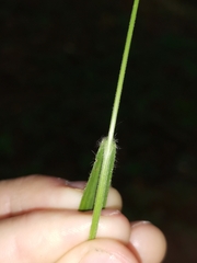 Bromus ramosus