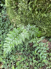Dryopteris hasseltii