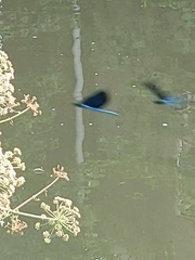 Calopteryx splendens