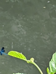 Calopteryx splendens
