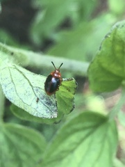Stenotarsus hispidus