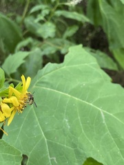 Paranthidium jugatorium lepidum